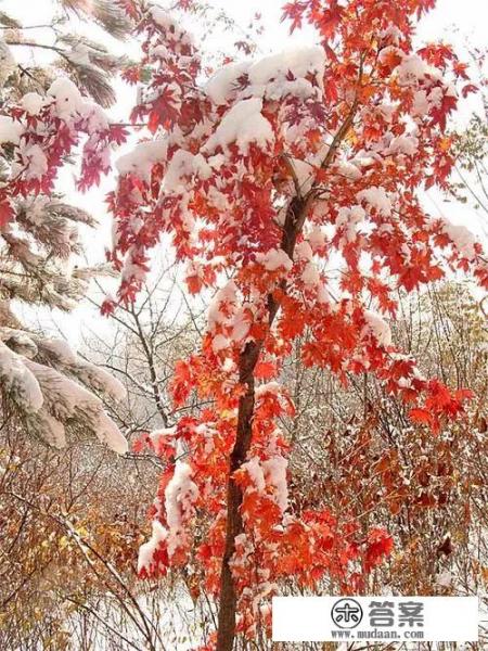 发几张你手机里这两天拍的一组雪天美景照片吧?看看你那里有多美? 发几张你手机里这两天拍的一组雪天美景照片吧?看看你那里有多美?
