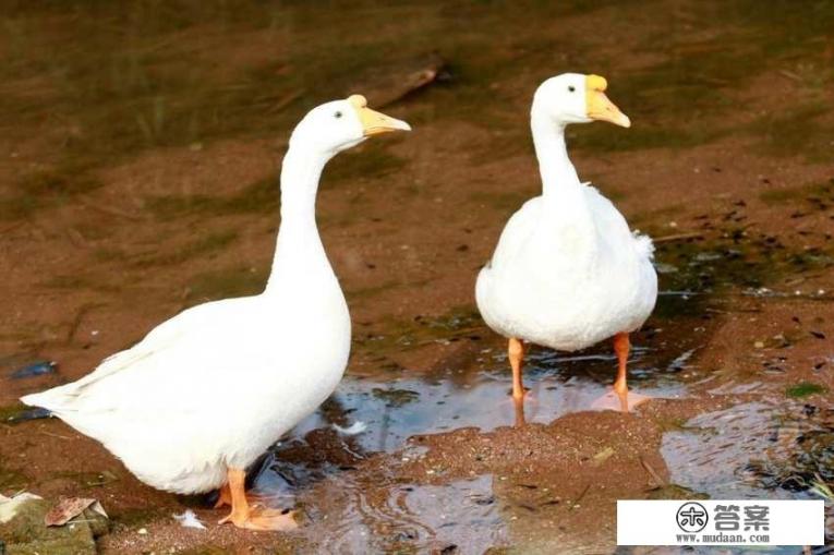 读文答题。深秋季节，田里的庄稼收完了，我们就每天把鹅群赶到田野里，让它们自由自在地找食吃。我们？