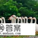 读文答题。深秋季节，田里的庄稼收完了，我们就每天把鹅群赶到田野里，让它们自由自在地找食吃。我们？