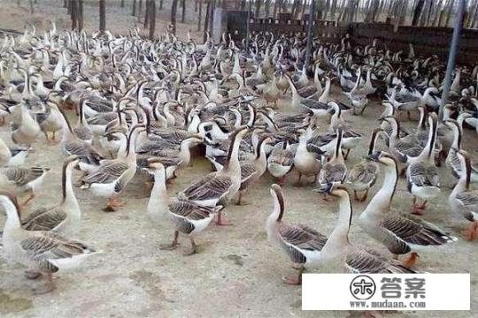 读文答题。深秋季节，田里的庄稼收完了，我们就每天把鹅群赶到田野里，让它们自由自在地找食吃。我们？