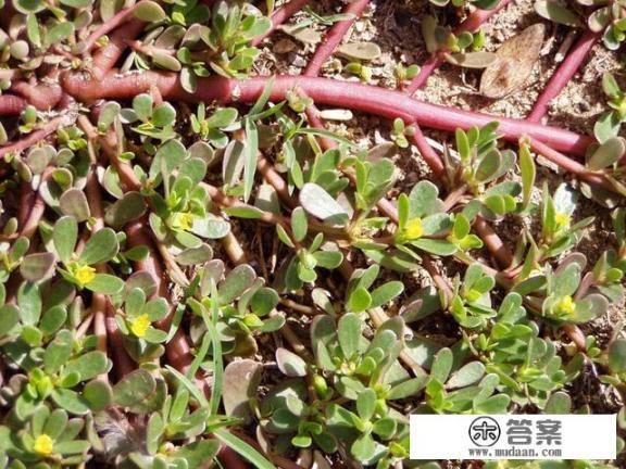 马齿苋的吃法有哪些？