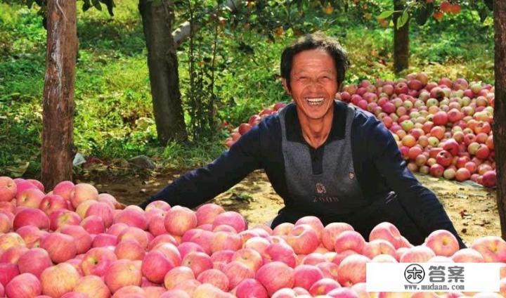 临近元旦,市场上的苹果价格以及走势如何? 临近元旦,市场上的苹果价格以及走势如何?