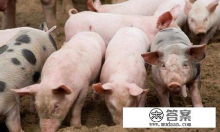 2021年11月30日猪价会涨吗？