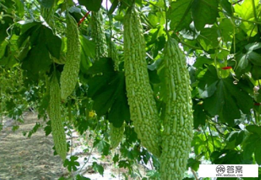 常吃苦瓜有什么功效和作用? 常吃苦瓜有什么功效和作用?