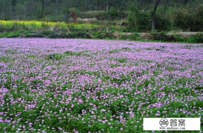 请问各位高人杨树和松树能不能栽种在一起? 请问各位高人杨树和松树能不能栽种在一起?