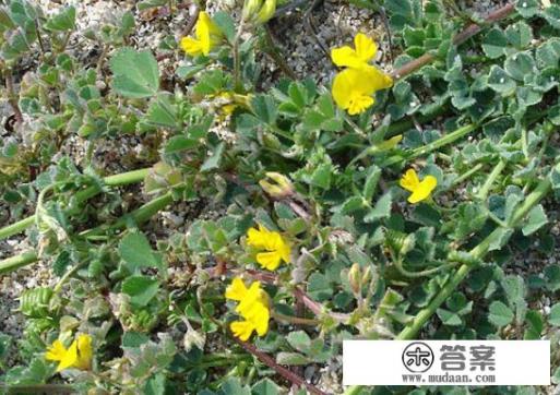 请问各位高人杨树和松树能不能栽种在一起? 请问各位高人杨树和松树能不能栽种在一起?