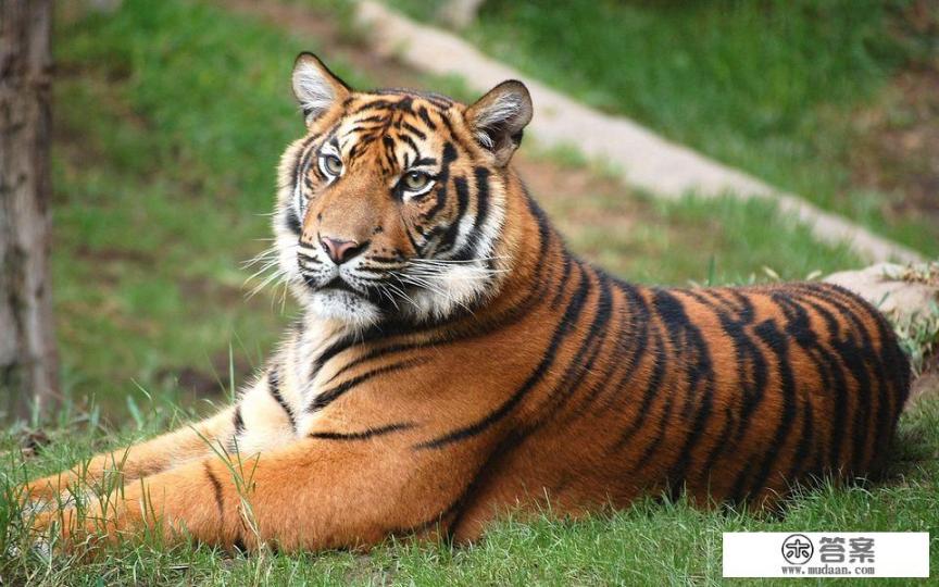 尊容常见挂堂中什么生肖？