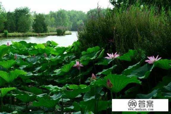 西安湿地公园怎么走？