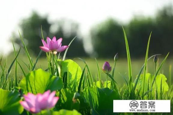 西安湿地公园怎么走？