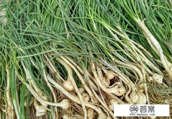 野小蒜的营养价值及食用方法? 野小蒜的营养价值及食用方法?
