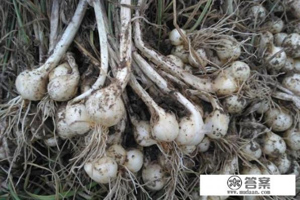 野小蒜的营养价值及食用方法? 野小蒜的营养价值及食用方法?