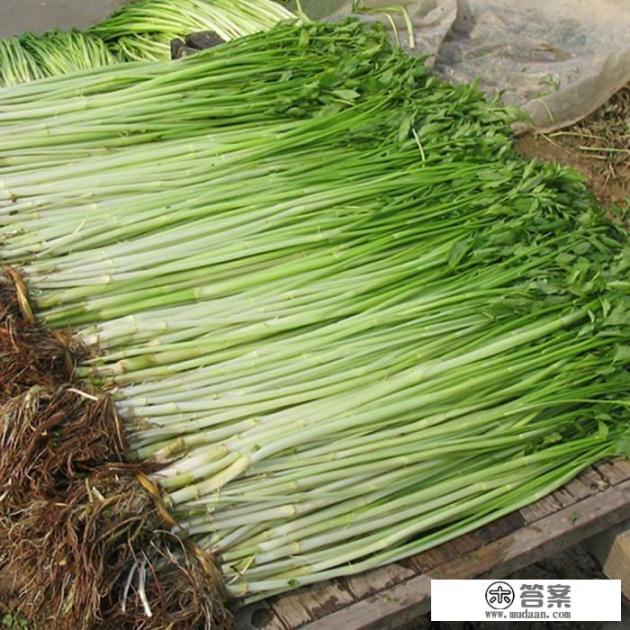 山芹菜和水芹菜哪种好吃? 山芹菜和水芹菜哪种好吃?