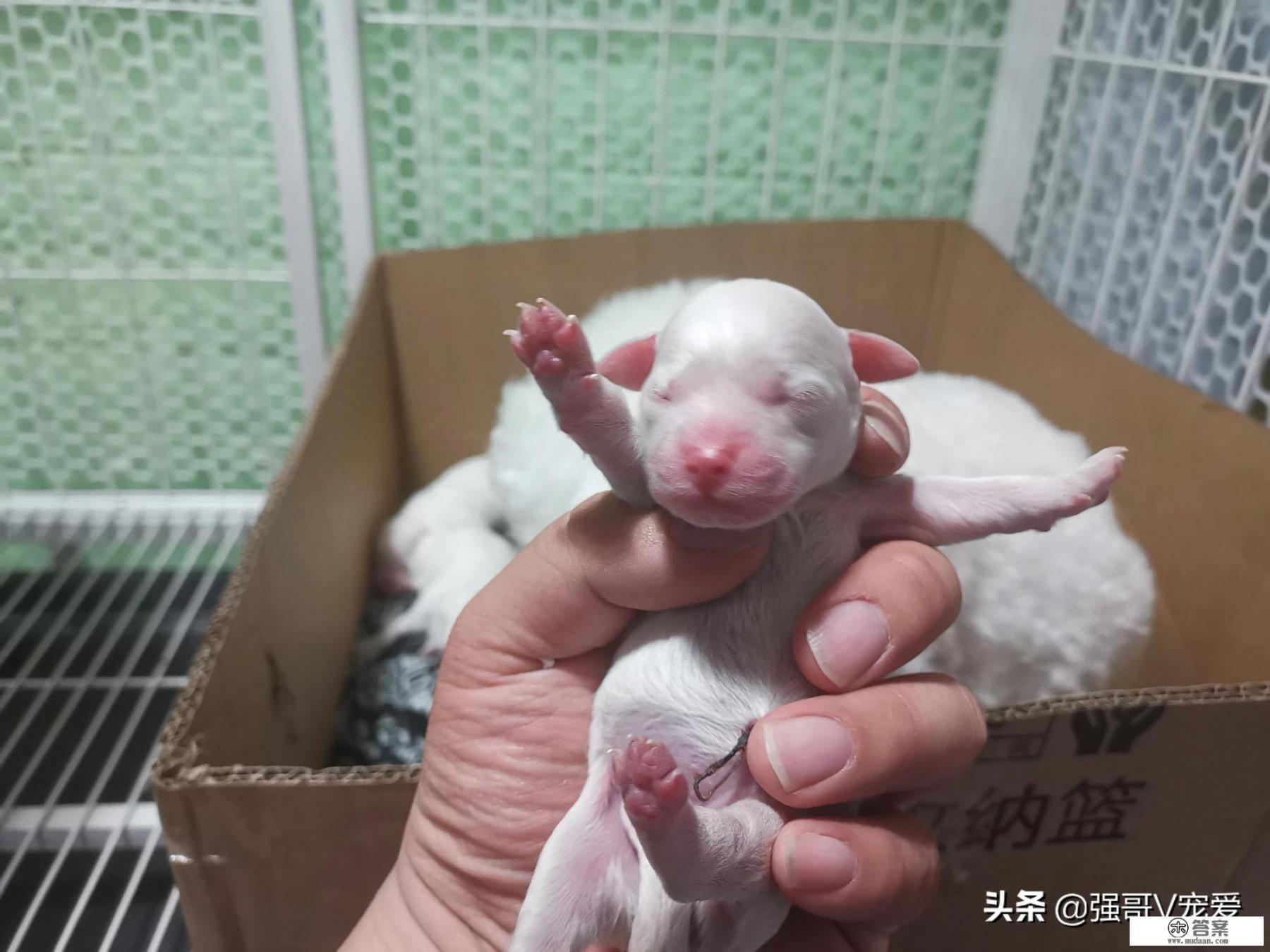 华为手机用安狗狗应用管家隔离的应用找不到了？