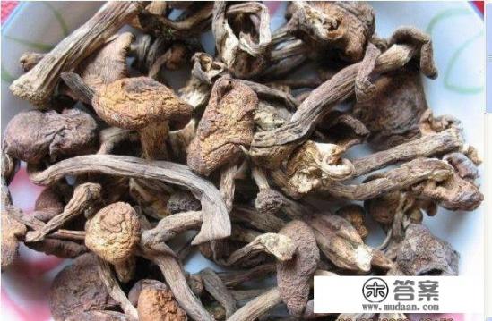 广西野生蘑菇种类? 广西野生蘑菇种类?