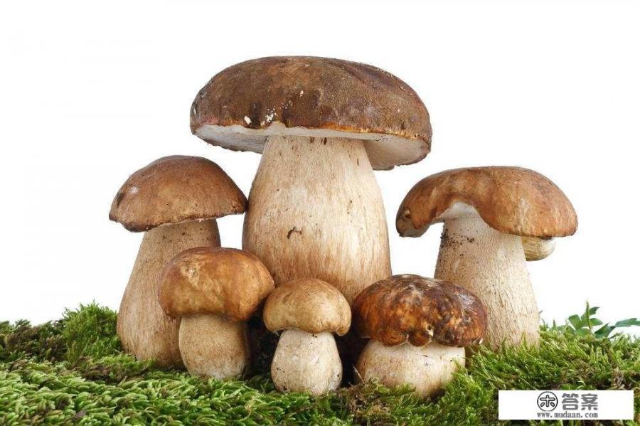 广西野生蘑菇种类? 广西野生蘑菇种类?