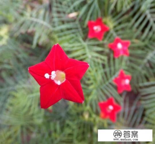 有人说“米饭炒三遍,拿金都不换”,这样炒真的很好吃吗?米饭应该如何炒? 有人说“米饭炒三遍,拿金都不换”,这样炒真的很好吃吗?米饭应该如何炒?