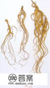 长白山人参是什么品种? 长白山人参是什么品种?