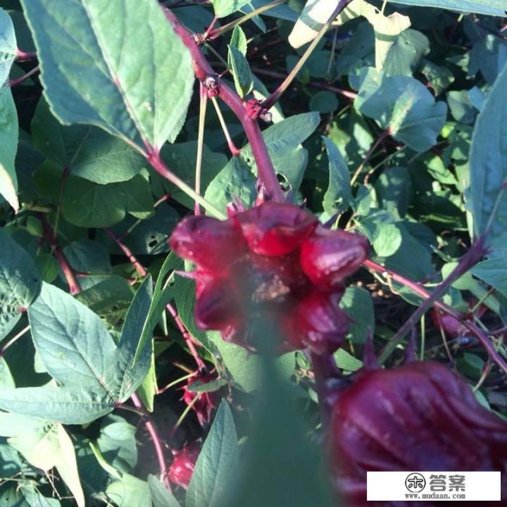 红桃K有什么含义? 红桃K有什么含义?