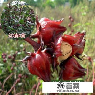 红桃K有什么含义? 红桃K有什么含义?