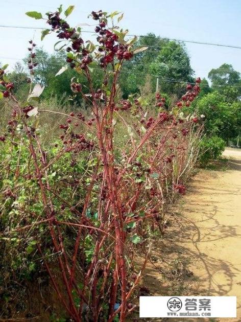 红桃K有什么含义? 红桃K有什么含义?