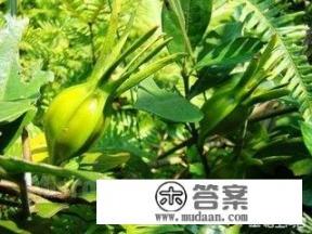 黄栀子泡茶喝有什么功效？