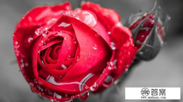 1-1000朵玫瑰花代表的花语是什么？