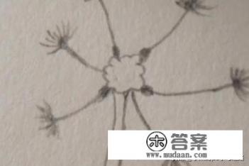 蒲公英的简笔画？