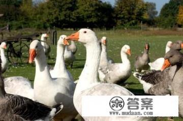 农户(贫困户)家里有蛇,屋里堆了很多东西(杂物),如何把蛇弄走? 农户(贫困户)家里有蛇,屋里堆了很多东西(杂物),如何把蛇弄走?