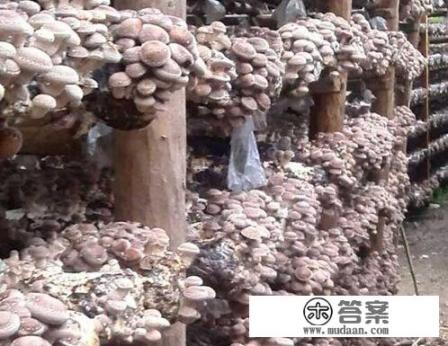 香菇种植技术与管理？