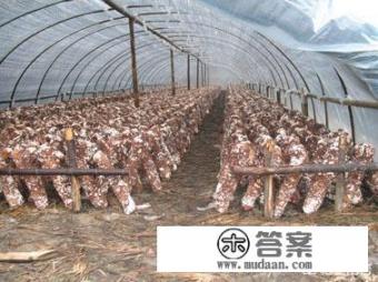 香菇种植技术与管理？