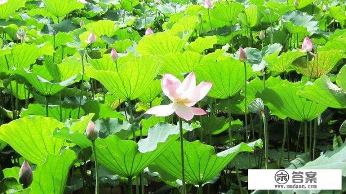 林海生态博览园门票？