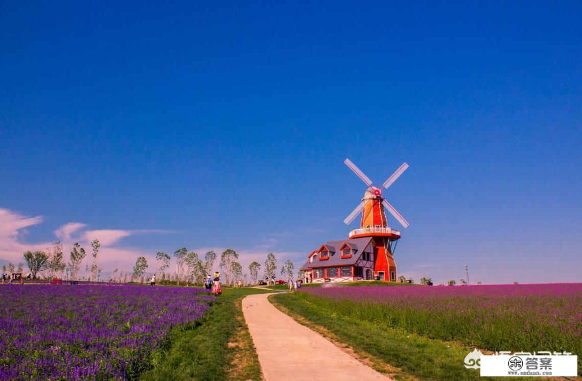 普罗旺斯熏衣草适合北方地栽吗？