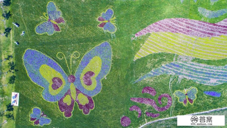 普罗旺斯熏衣草适合北方地栽吗？