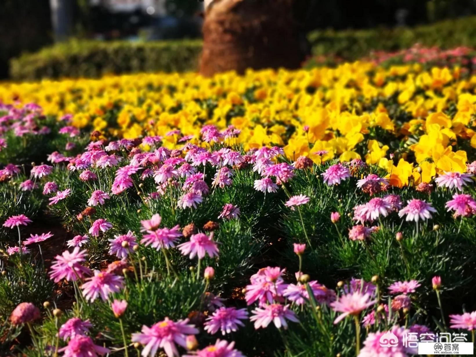 双廊停车攻略？