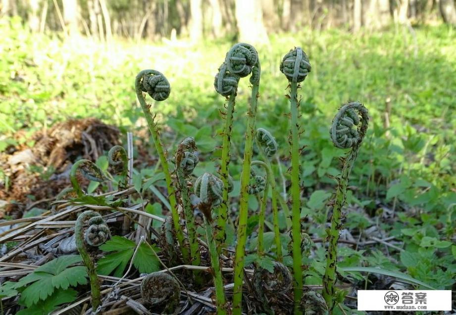 山蕨菜长大了是什么样？
