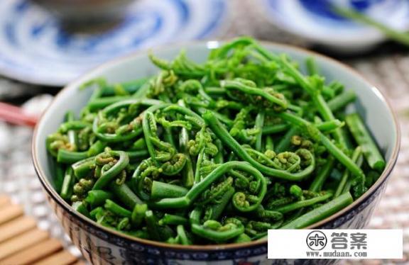 山蕨菜长大了是什么样？