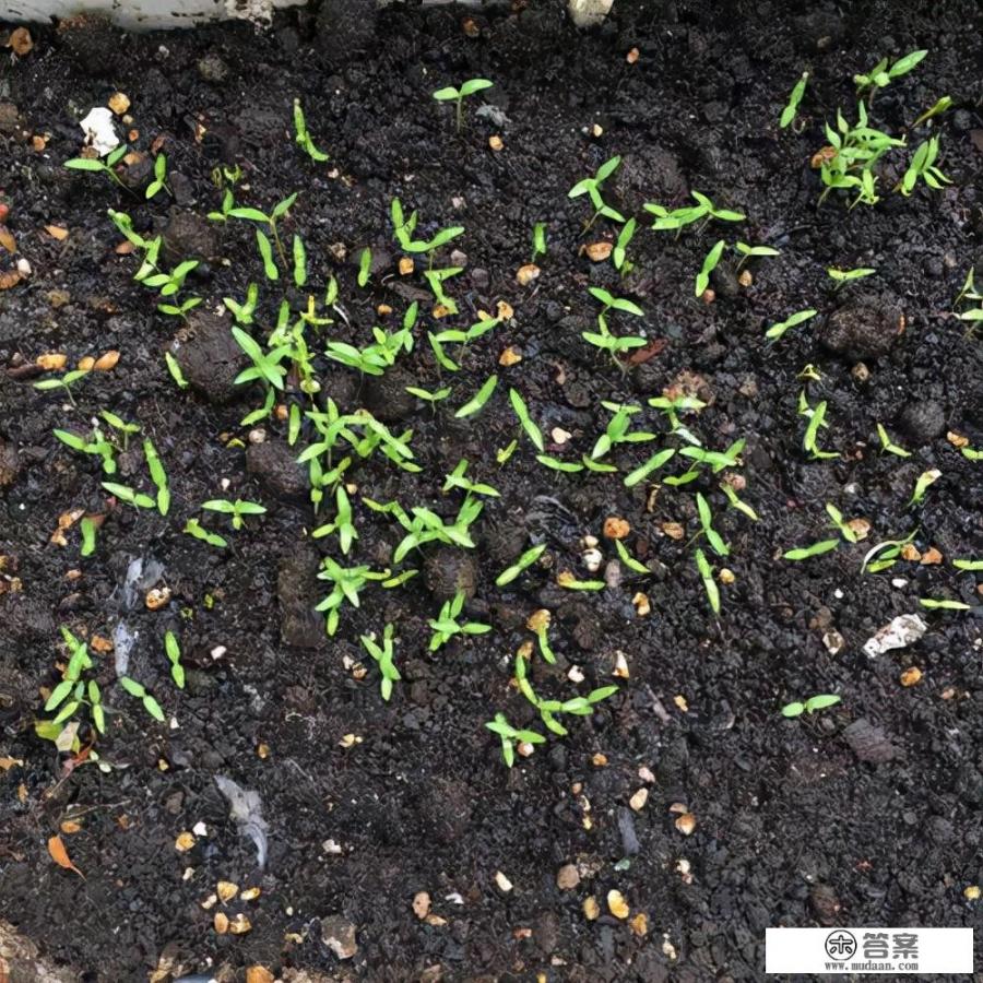 香菜生长过程图片和种植方法?从种子萌芽到成熟,详述香菜生长全过程及其种植技巧