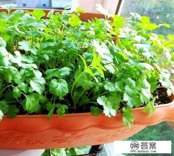 香菜生长过程图片和种植方法? 香菜生长过程图片和种植方法?