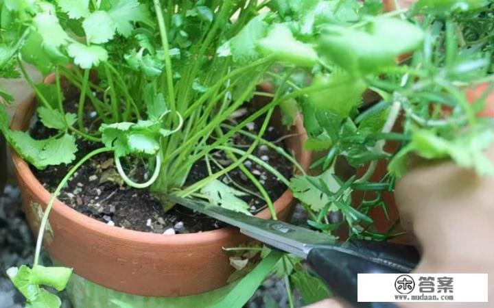 香菜生长过程图片和种植方法? 香菜生长过程图片和种植方法?