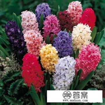 风信子种球怎么获得? 风信子种球怎么获得?