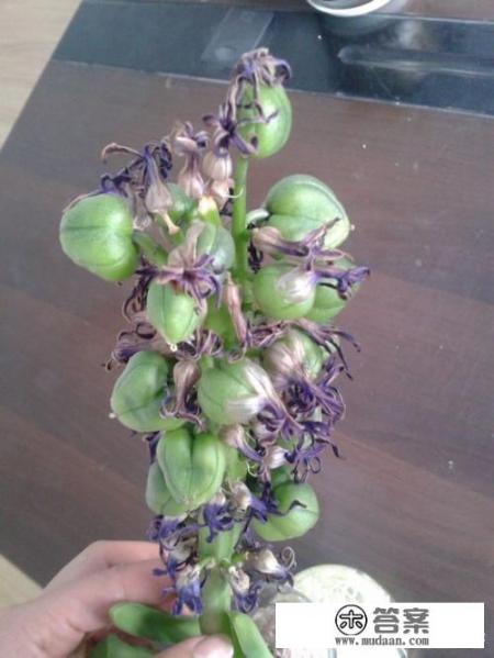 风信子种球怎么获得? 风信子种球怎么获得?