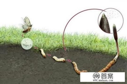 深度揭密冬虫夏草到底是怎么形成的？