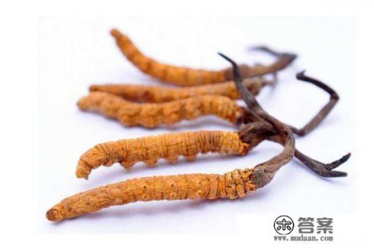 深度揭密冬虫夏草到底是怎么形成的？