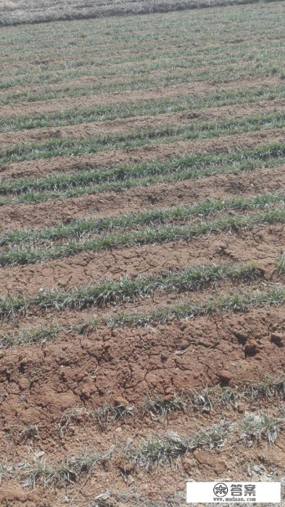 种植小麦如何使用铜肥、锌肥？小麦种植中铜与锌肥料的作用与最佳施用方法