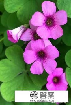 找你妹游戏怎么下架了？