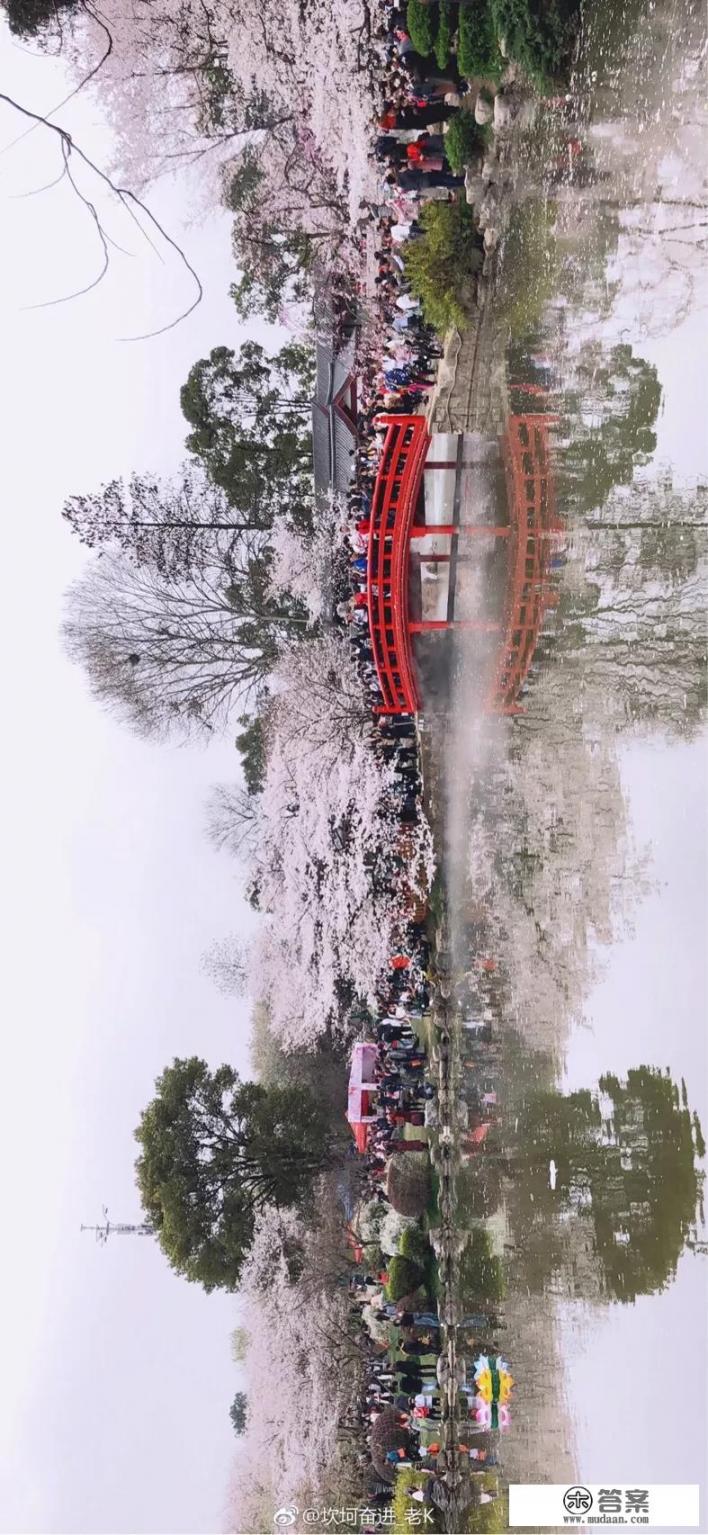 武汉樱园是哪一年种植的?武汉樱园何时首次栽种?