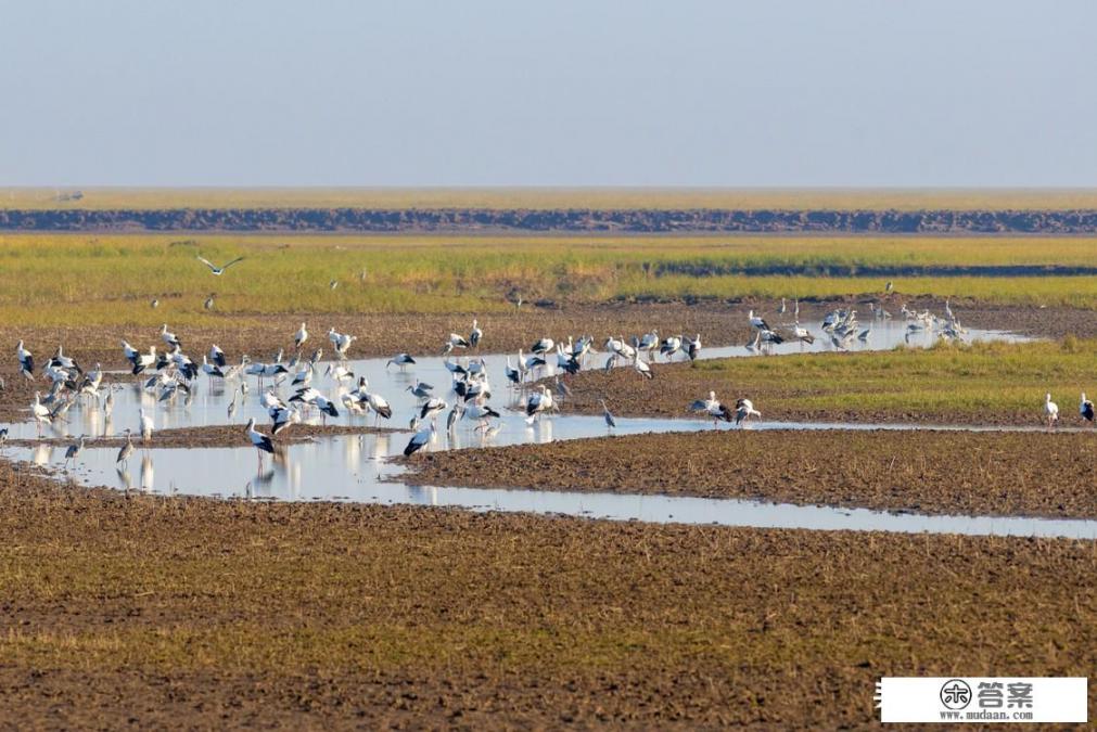 盐城黄海湿地概括? 盐城黄海湿地概括?