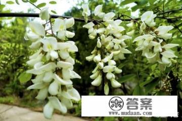 槐花怎么保存？如何妥善保存槐花以保持其最佳风味和颜色?