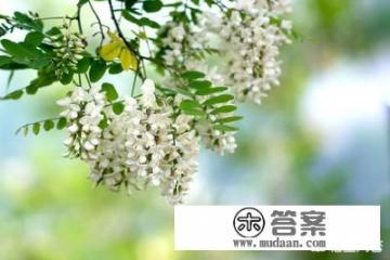 槐花怎么保存? 槐花怎么保存?