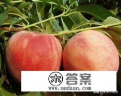 白皮松树苗的销售如何？什么树苗最有前途？